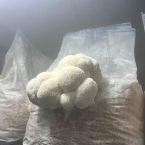 Bloco de Cultivo Pronto – Juba de Leão (Hericium erinaceus)