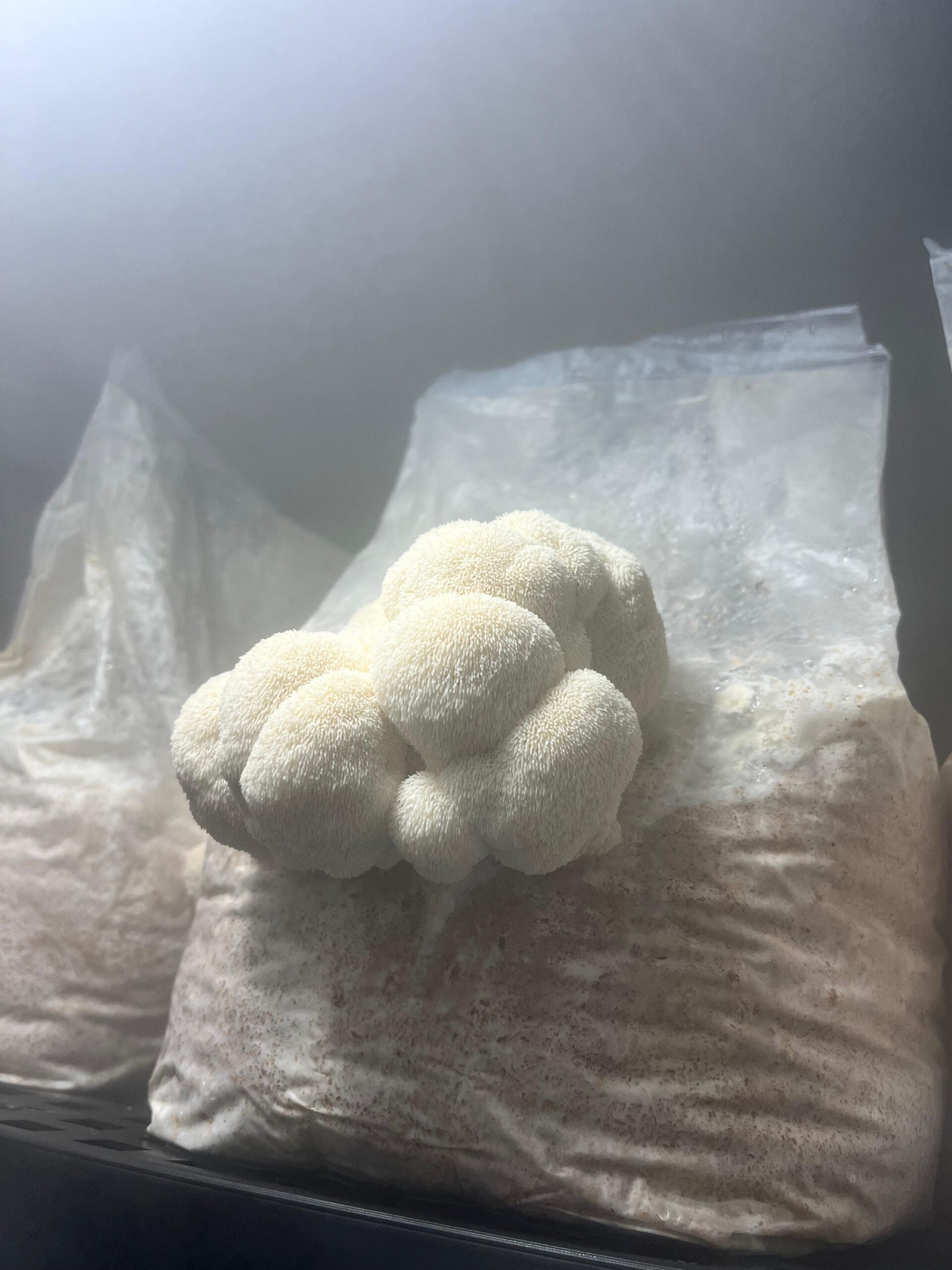 Bloco de Cultivo Pronto – Juba de Leão (Hericium erinaceus)