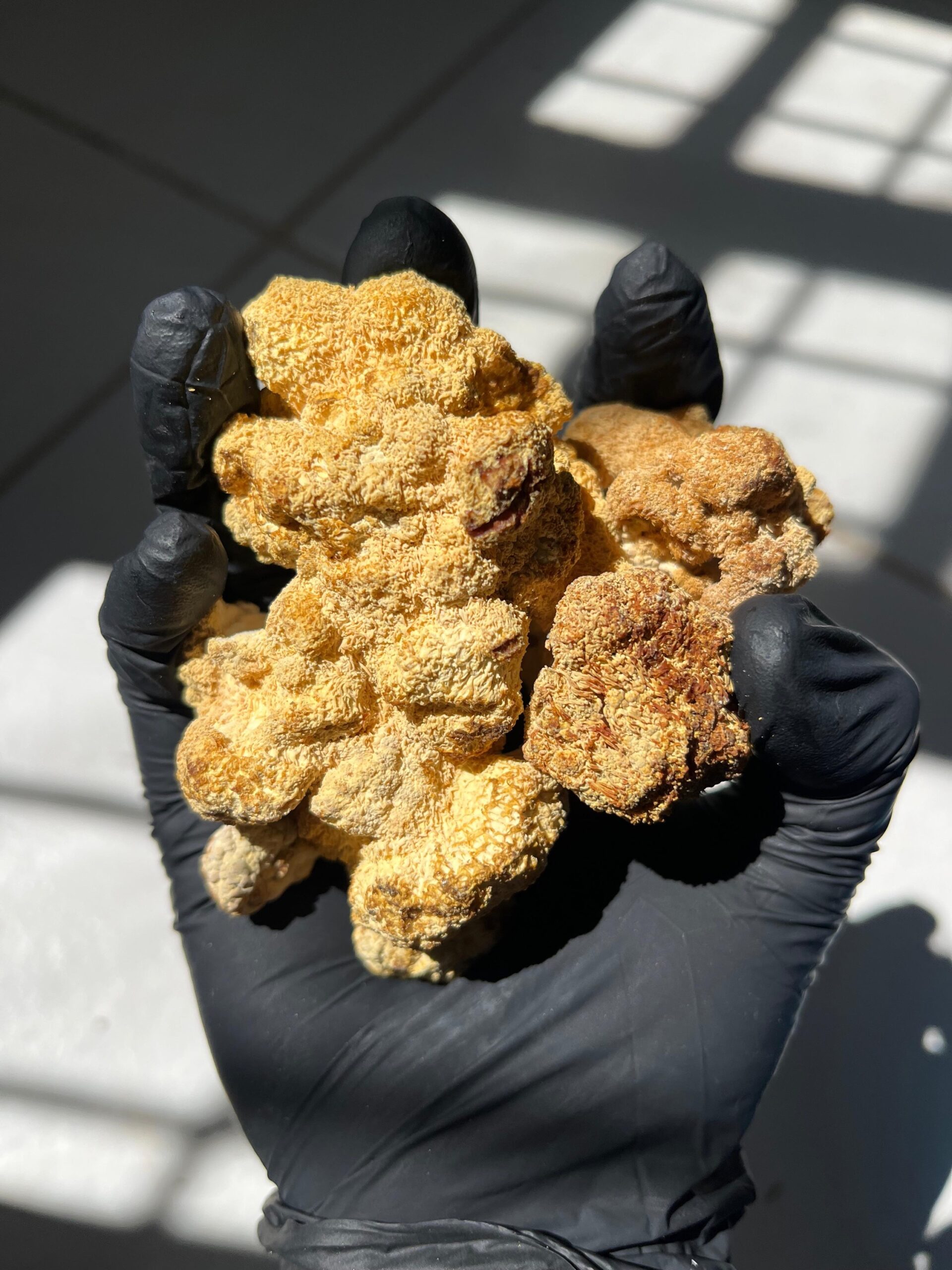 Hericium erinaceus desidratado