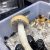 Psilocybe cubensis – Penis Envy Plus (PE+) - Imagem 5