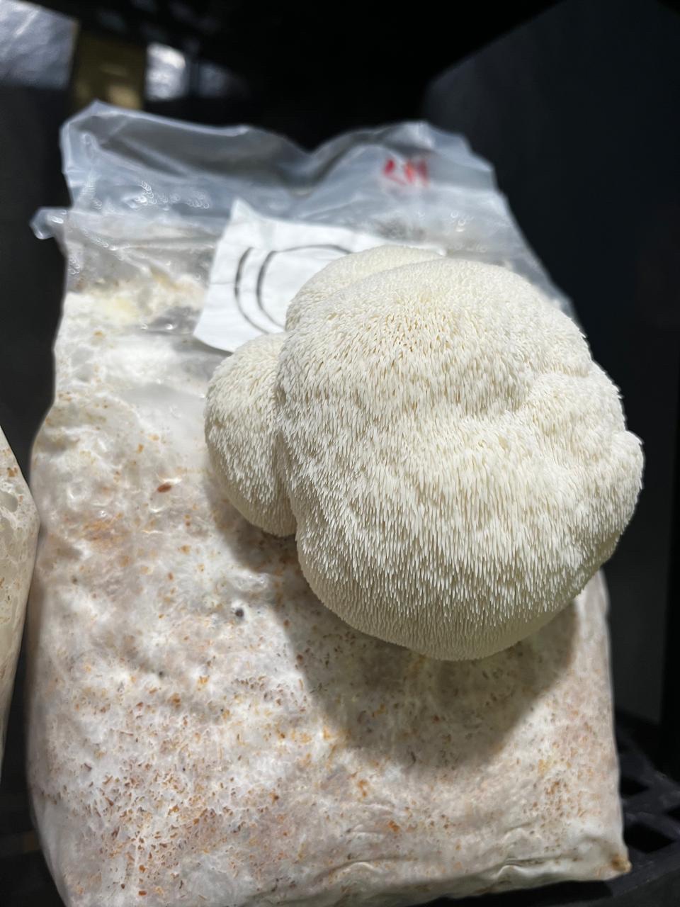 Bloco de Cultivo Pronto – Juba de Leão (Hericium erinaceus) - Image 3