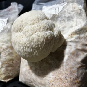 Kit Melena de León - Micelio de Hongo Hericium erinaceus