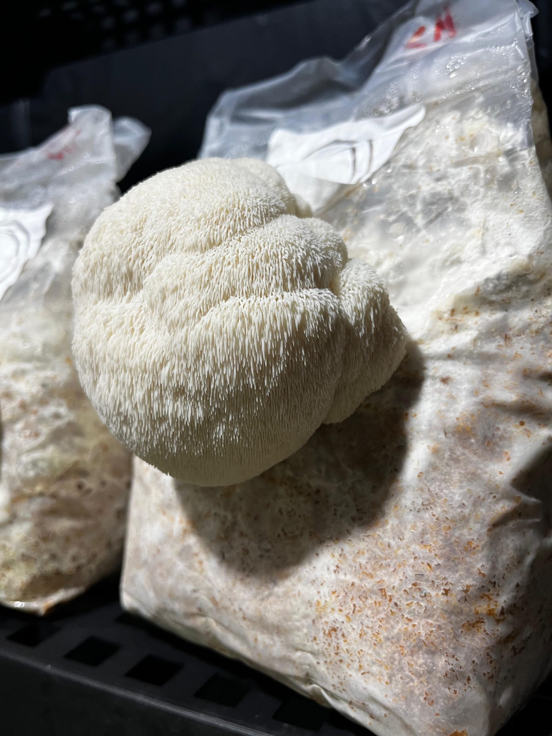 Kit Melena de León - Micelio de Hongo Hericium erinaceus