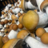 Psilocybe cubensis – Penis Envy #7 (PE7) - Imagem 2
