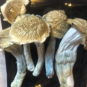 Psilocybe cubensis – Penis Envy #7 (PE7)