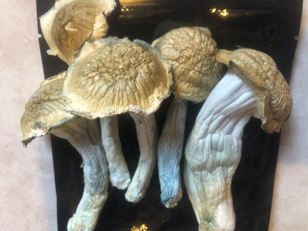 Psilocybe cubensis – Penis Envy #7 (PE7)