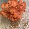 Kit Shimeji Rápido – Micelio de Pleurotus sp - Imagem 3