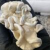Magic popcorn - Imagem 6