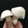 Psilocybe cubensis - APE (Albino Penis Envy) - Imagem 5