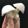 Psilocybe cubensis - APE (Albino Penis Envy) - Imagem 6