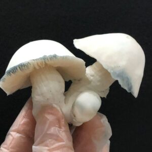 Psilocybe cubensis - APE (Albino Penis Envy)