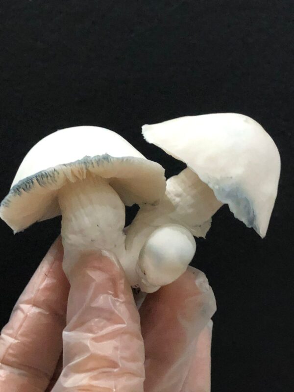 Psilocybe cubensis - APE (Albino Penis Envy)