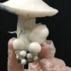 Psilocybe cubensis - APE (Albino Penis Envy) - Imagem 10