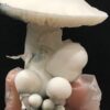 Psilocybe cubensis - APE (Albino Penis Envy) - Imagem 8