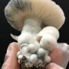 Psilocybe cubensis - APE (Albino Penis Envy) - Imagem 15