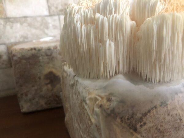 Bloco de Cultivo Pronto – Juba de Leão (Hericium erinaceus)