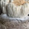 Bloco de Cultivo Pronto – Juba de Leão (Hericium erinaceus) - Imagem 4