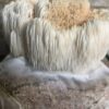Bloco de Cultivo Pronto – Juba de Leão (Hericium erinaceus) - Imagem 3