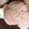 Bloco de Cultivo Pronto – Juba de Leão (Hericium erinaceus) - Imagem 2