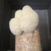 Bloco de Cultivo Pronto – Juba de Leão (Hericium erinaceus) - Imagem 8