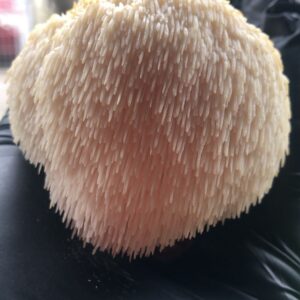 Hericium erinaceus