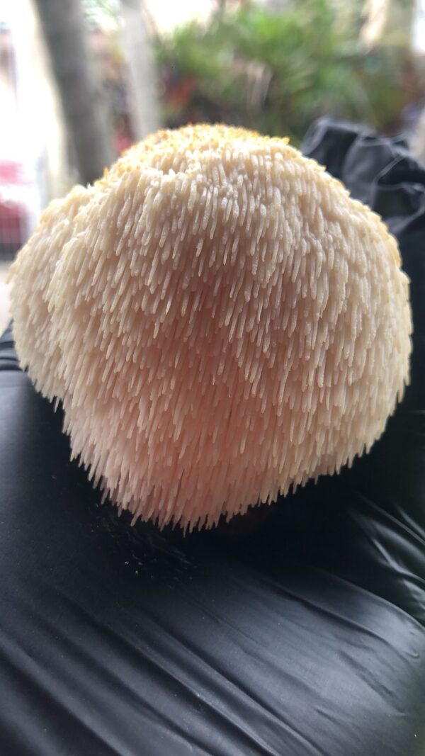 Hericium erinaceus