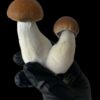 Psilocybe cubensis – Penis Envy Plus (PE+) - Imagem 3