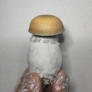 Psilocybe cubensis – Penis Envy Plus (PE+)