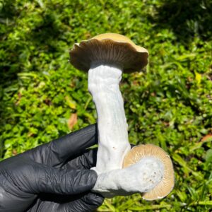 Psilocybe cubensis – Penis Envy #7 (PE7)