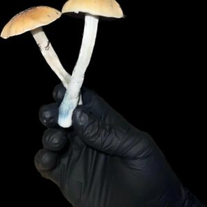 Golden Teacher (Psilocybe cubensis)