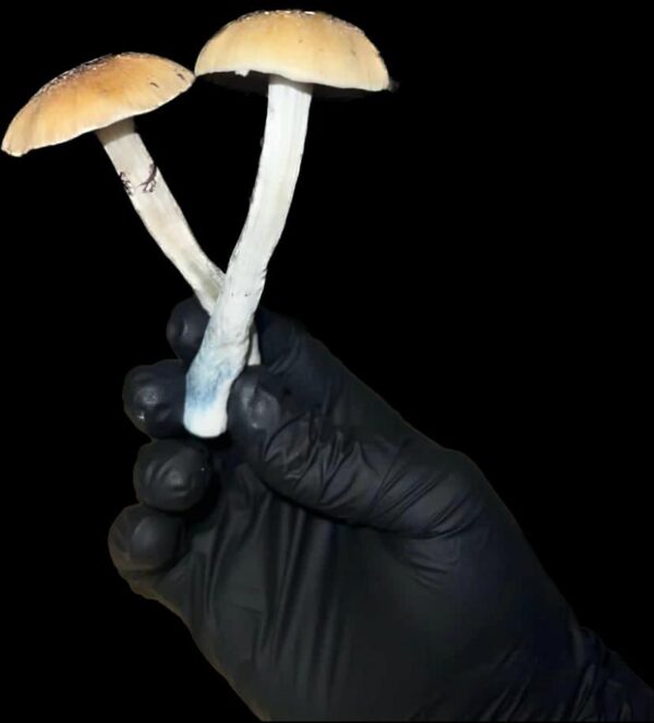 Golden Teacher (Psilocybe cubensis)
