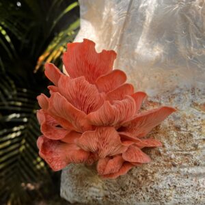 Kit Shimeji Rápido – Micelio de Pleurotus sp