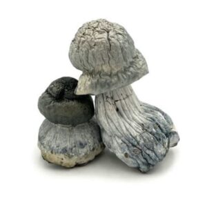 Psilocybe cubensis - APE (Albino Penis Envy)