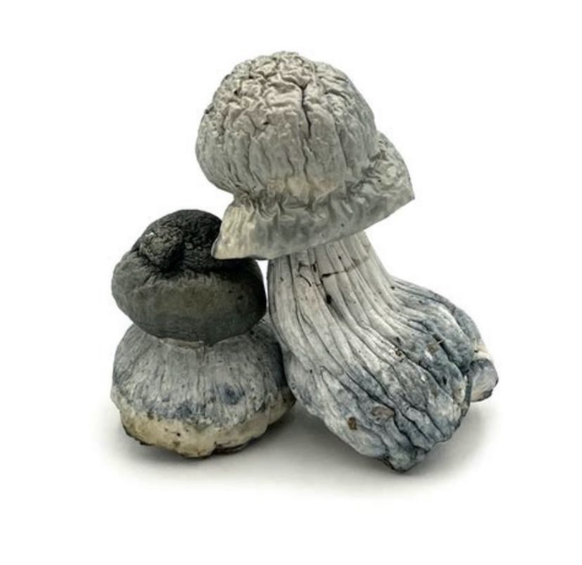 Psilocybe cubensis - APE (Albino Penis Envy)