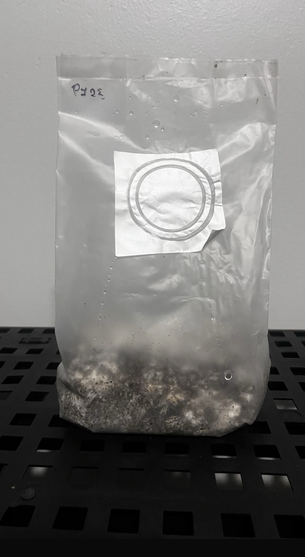 Bags colonizada 1L - Penis Envy #7 (PE7)