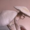 Casting  Colonisado 1L - TAT Albino (True Albino Teacher) - Imagem 3