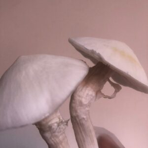 TAT Albino - True Albino Teacher