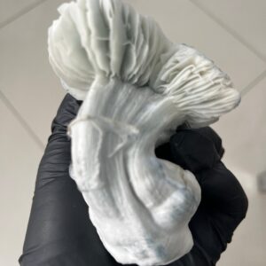 Jack frost (Psilocybe cubensis)